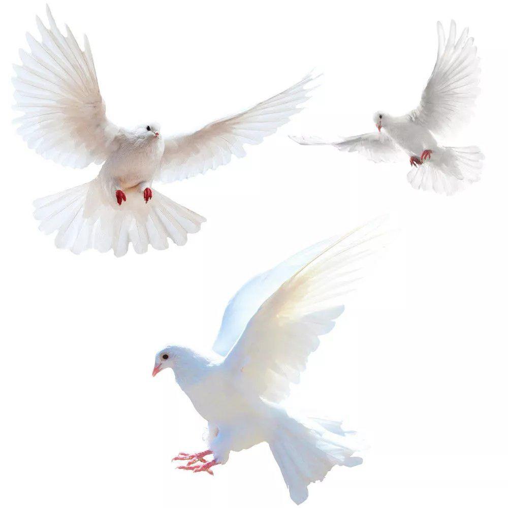 Home Bathroom Gadgets - Peace Dove Wall Stickers for Living
