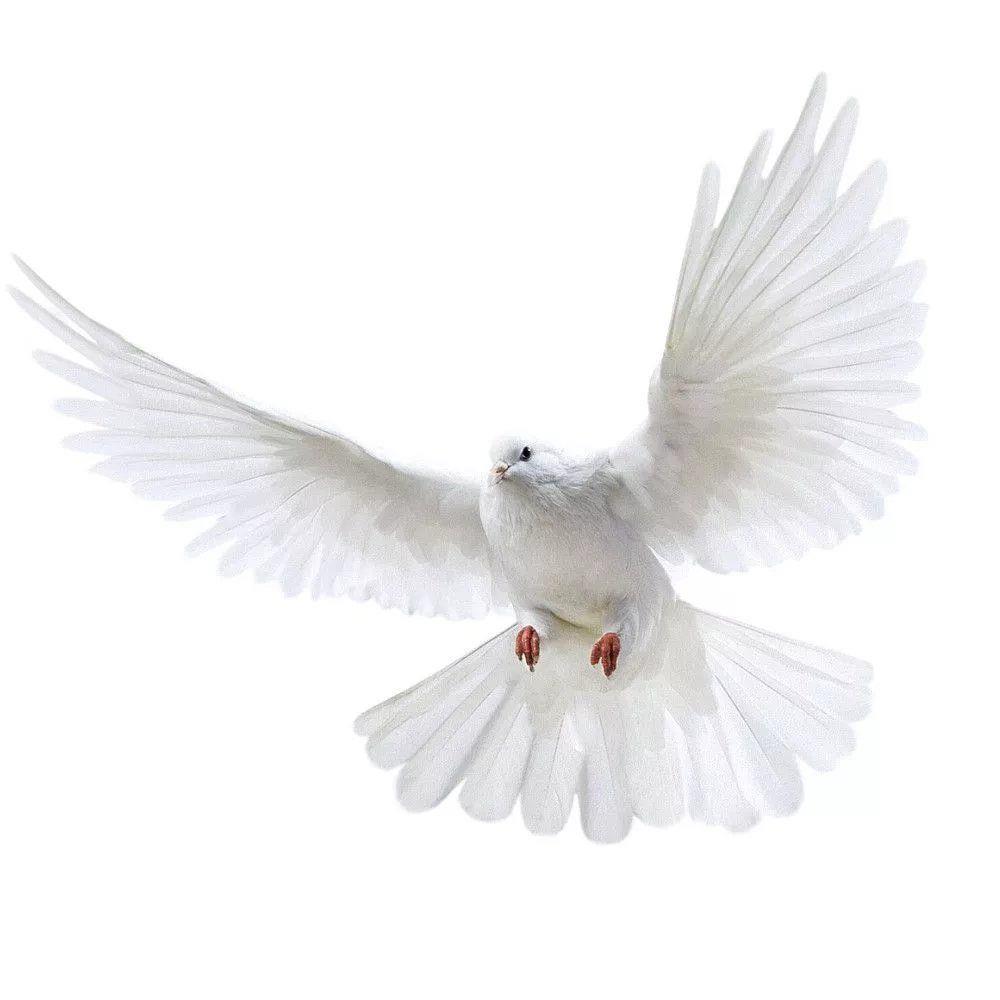 Peace Dove Wall Stickers for L - Home Bathroom Gadgets review and price