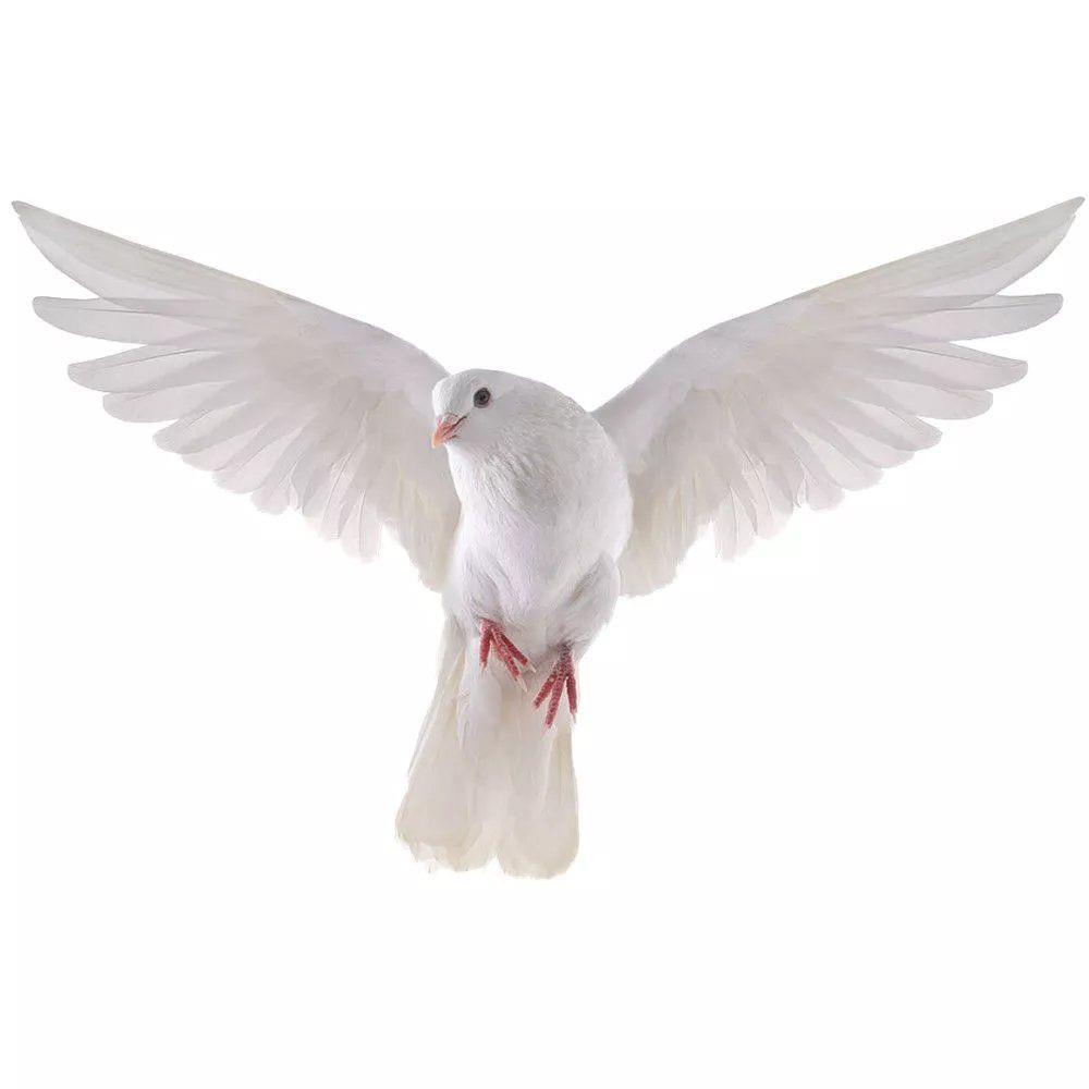 Peace Dove Wall Stickers for L - Home Bathroom Gadgets review and price